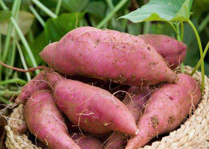 丽星设备厂家总结:霜降后红薯采收,盯紧这 3 个信号 丽星设备厂家总结:霜降后红薯采收,盯紧这 3 个信号