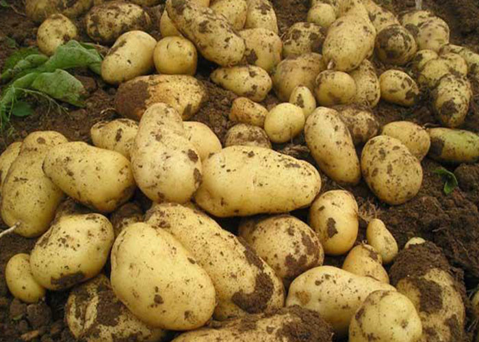 丽星淀粉设备厂家教你如何科学种马铃薯