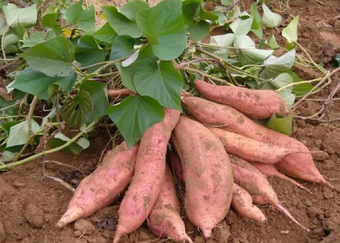 红苕淀粉除了做粉条,还能派上哪些用场? 红苕淀粉除了做粉条,还能派上哪些用场?